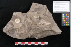 Foto (Detailansicht) von Cassia pseudophaseolites Ettingshausen (NHMW-GEO-2024-0188-10160)